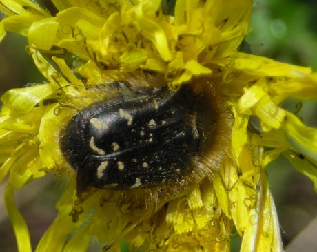 Tropinota hirta